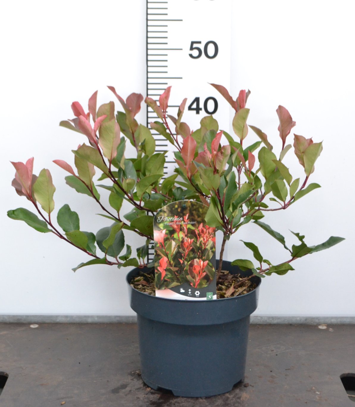 Photinia fras. 'Little Red Robin' - C3 20-40 CM